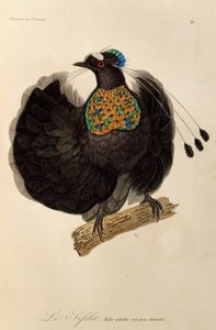 Erwachsener männlicher Westlicher Parotia (Parotia sefilata), Gravur aus Histoire naturelle des oiseaux de paradis et des epimagues