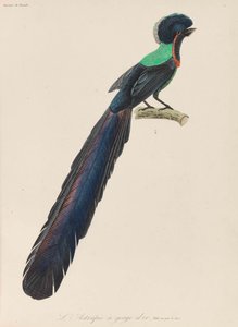 Paradiesvogel, 1835