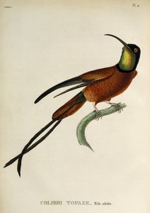 Purpur-Topas (Topaza pella), Gravur aus Les trochilidees ou les colibris et les oiseaux-mouches