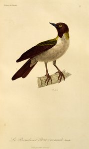 Weibchen des Kleinen Paradiesvogels, Gravur aus Histoire naturelle des oiseaux de paradis et des epimagues