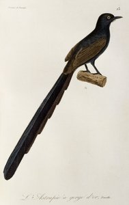 Weiblicher Gorget-Paradiesvogel, Gravur aus Histoire naturelle des oiseaux de paradis et des epimagues