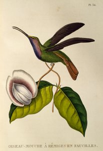 Lazuline Säbelwinge (Campylopterus falcatus), Gravur aus Les trochilidees ou les colibris et les oiseaux-mouches