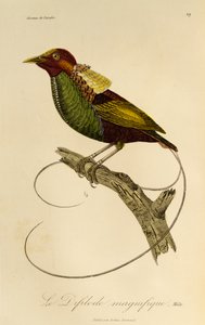 Männchen des Prächtigen Paradiesvogels (Cicinnurus magnificus), Gravur aus der Histoire naturelle des oiseaux de paradis et des epimagues