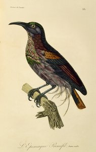 Junger männlicher Paradiesgewehrvogel (Ptiloris paradiseus), Gravur aus Histoire naturelle des oiseaux de paradis et des epimagues