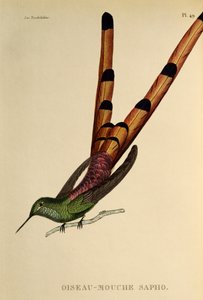Rotsteiß-Komet (Sappho sparganurus), Gravur aus Les trochilidees ou les colibris et les oiseaux-mouches
