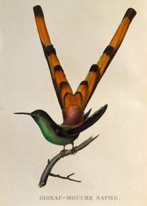 Rotsteiß-Komet (Sappho sparganurus), Gravur aus Les trochilidees ou les colibris et les oiseaux-mouches