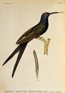 Schwalbenschwanzkolibri, Gravur aus Les trochilidees ou les colibris et les oiseaux-mouches