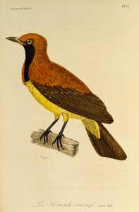 Junges Männchen des Maskierten Laubenvogels, Gravur aus Histoire naturelle des oiseaux de paradis et des epimagues