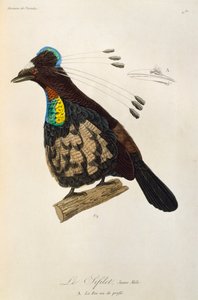 Junges Männchen des Westlichen Parotia (Parotia sefilata), Gravur aus der Histoire naturelle des oiseaux de paradis et des epimagues