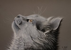 Katzenaugenblick von Renate Dohr