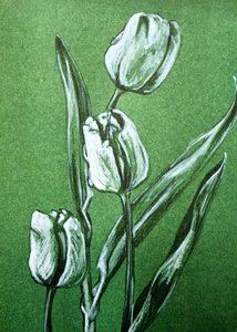 Frische weiße Tulpen