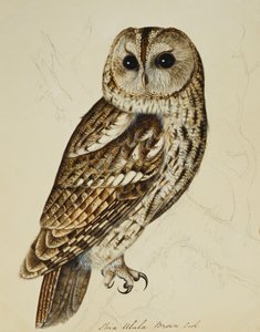 Braune Eule (Strix Ulula) von Rev. C. Atkinson