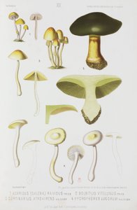 Vier Arten von Pilzen, um 1874 von John Pardon