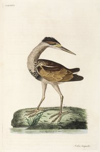 Reiher