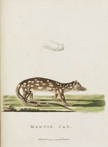 Martin-Katze, Australien, ca. 1788 von John Pardon