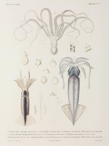 Oktopus und Tintenfisch