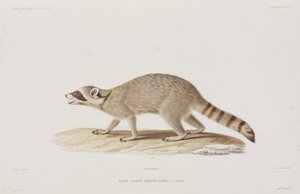 Waschbär, USA