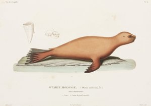 Seelöwe, Falklandinseln