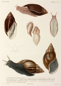 Schnecken, Neuguinea, Madagaskar und Mauritius
