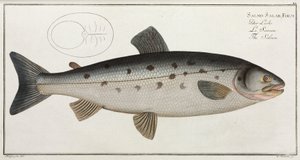 Der Lachs