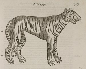 Der Tiger