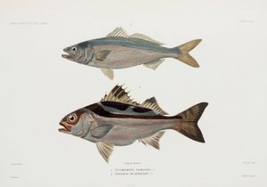 Zwei Arten von Fischen