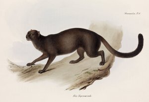 Wiesel oder Otterkatze, Südamerika, ca. 1832-1836