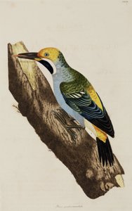 Specht