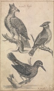 Gekrönter Adler und zwei Vögel von Richard Brookes