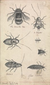 Die Hummel und Insekten von Richard Brookes