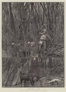 Elch- oder Sambhur-Hirschjagd in Ceylon von Richard Caton Woodville junior