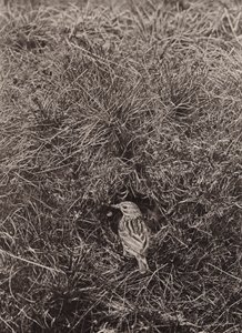 Wiesenpieper von Richard and Cherry Kearton