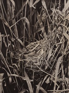 Schilfrohrsänger auf Nest von Richard and Cherry Kearton