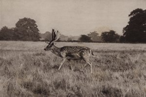 Damwild von Richard and Cherry Kearton