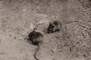 Mäuse beim Abendessen von Richard and Cherry Kearton