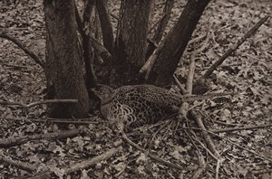 Fasan auf Nest von Richard and Cherry Kearton