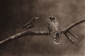 Baumpieper füttert jungen Kuckuck von Richard and Cherry Kearton