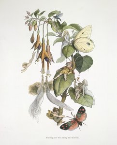 Schlemmen und Spaß unter den Fuchsien