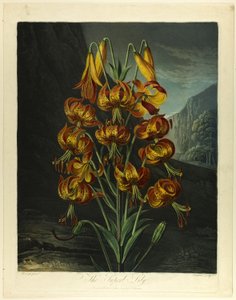 Die prächtige Lilie, aus Der Tempel der Flora