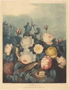 Rosen