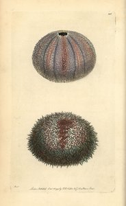 Essbarer Seeigel, Echinus esculentus, aus George Shaw und Frederick Nodders 