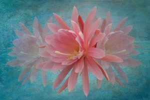 Träumende rosa Blüte