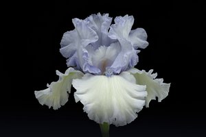 Elegante blaue Iris von Richard Urbanski