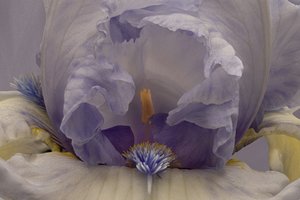 Sanfte Lavendel-Iris von Richard Urbanski
