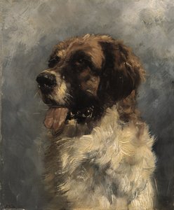 Bernhardinerhund