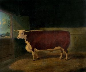Porträt eines preisgekrönten Hereford-Ochsen, 1874