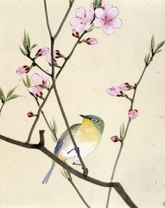Vogel - Japanische Zeichnung von Riou Chim, Ende des 19. Jahrhunderts