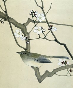 Vogel - Japanische Zeichnung von Riou Chim, spätes 19. Jahrhundert