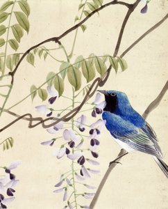Vogel - Japanische Zeichnung von Riou Chim, späte 19. Jahrhundert