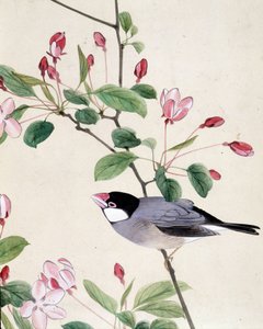 Vogel - Japanische Zeichnung von Riou Chim, späte 19. Jahrhundert von Riu Chim